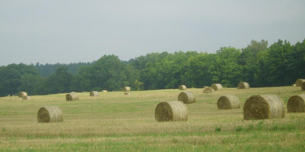 Gospodarstwo Agroturystyczne Lesniczowka Lubin  Buitenkant foto