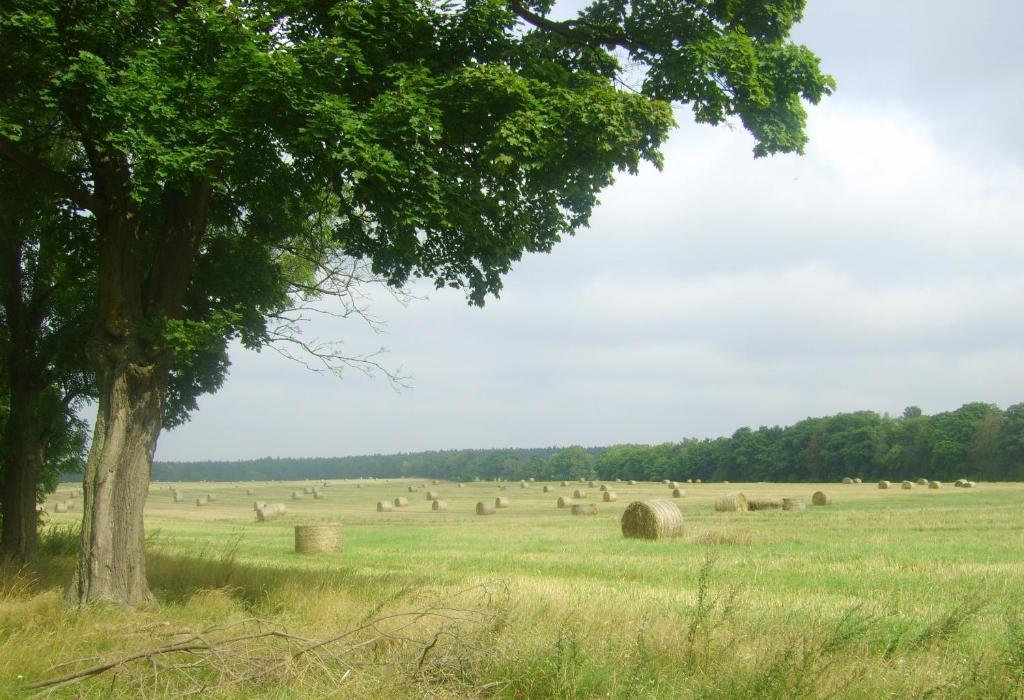 Gospodarstwo Agroturystyczne Lesniczowka Lubin  Buitenkant foto